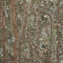 White Pine