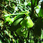 Orquidea Verde
