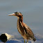 Green Heron