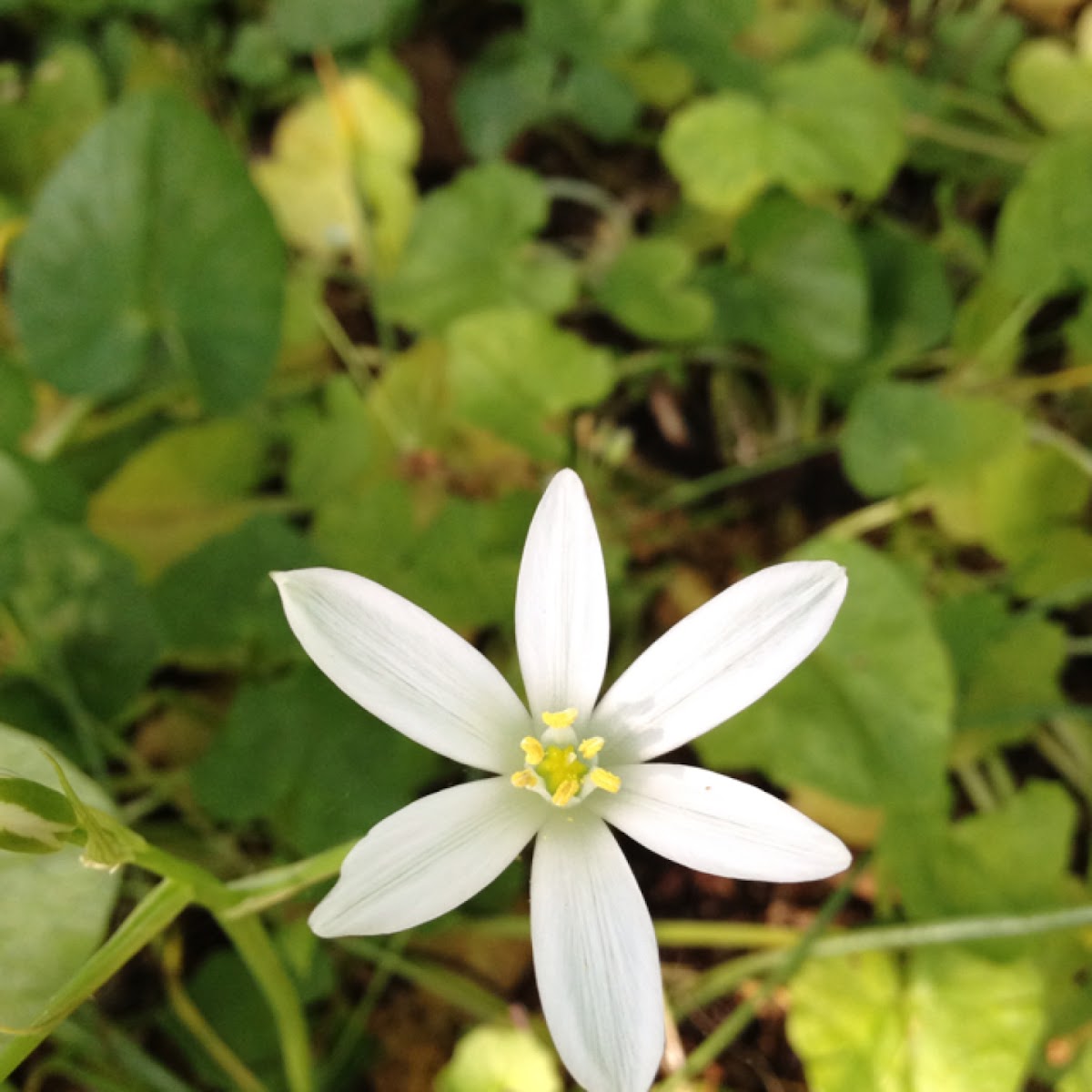 Star of Bethlehem