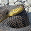Diamondaback Watersnake
