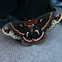Cecropia Moth