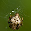 spider