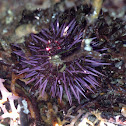 Purple sea Urchin