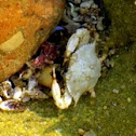 White Crab