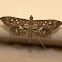 Crambid snout moth