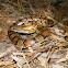 Corn Snake