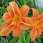 Orange Lily