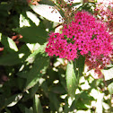 Spirea japonica