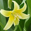 Pagoda Trout Lily