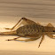 Mute Cricket (Immature)