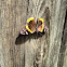 Red Admiral butterfly
