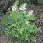 Goats Beard