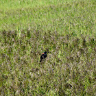 Red-winged Blackbird