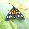 White Antenna Wasp Moth