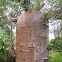 Baobab