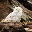Snowy Owl