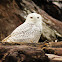 Snowy Owl