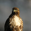 Red-tailed Hawk