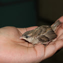 House Sparrow