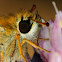 European Skipper