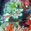 Glossodoris cincta