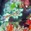 Glossodoris cincta