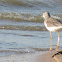 Lesser Yellowlegs