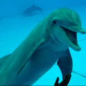 Atlantic Bottlenose Dolphin