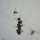Spider versus Ant