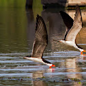 Black Skimmer