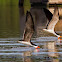 Black Skimmer