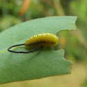 Larva - eucalyptus weevil