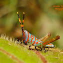 Grasshopper