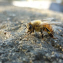 Honey Bee