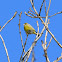 The European Greenfinch