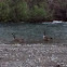 Pair of Canada Geese