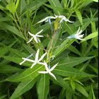 Arkansas Blue Star