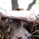 hopefully a blewit