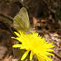Green-veined White