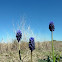 Grape Hyacinth