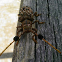 Hairy Tuft-bearing Longhorn