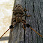 Hairy Tuft-bearing Longhorn