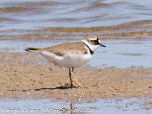 Spotting Image 1