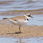 Little Ringed Plover; Chorlitejo Chico
