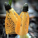 Maiden Veil Fungi