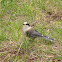 Whiskey Jack (Gray Jay)