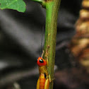 Cricket