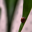 Ladybug