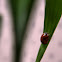 Ladybug